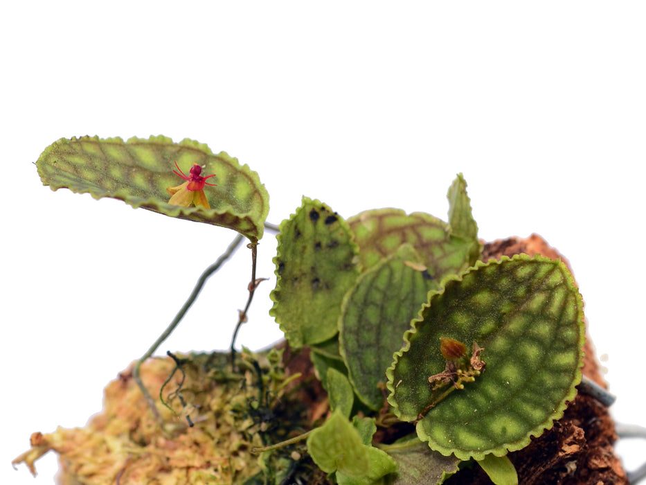 Lepanthes calodictyon — Ecuagenera USA Corp