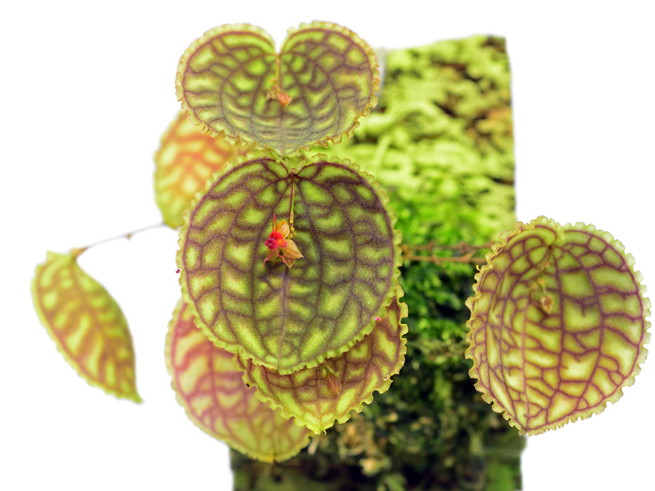 lepanthes calodictyon tea cup レパンテス原種洋蘭 Lepanthes calodictyon — Ecuagenera USA Corp