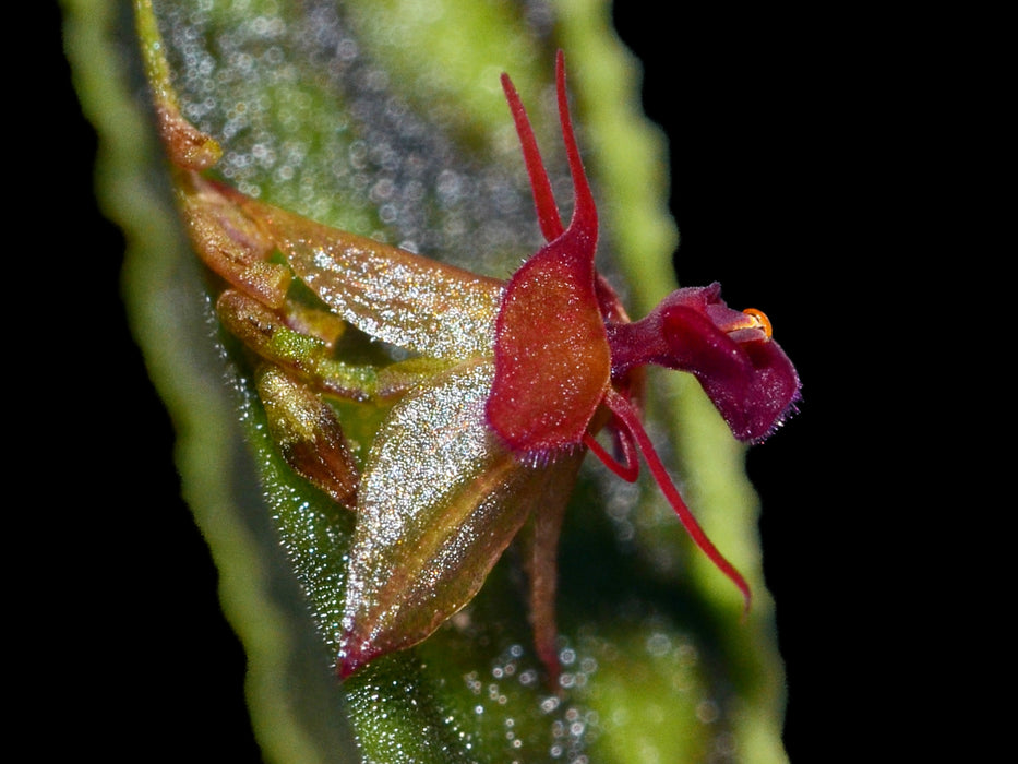 lepanthes calodictyon tea cup レパンテス原種洋蘭 Lepanthes calodictyon — Ecuagenera USA Corp