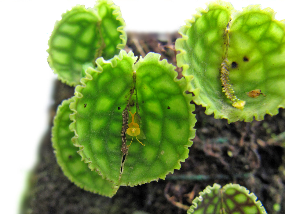 Lepanthes calodictyon f. ivanoflava