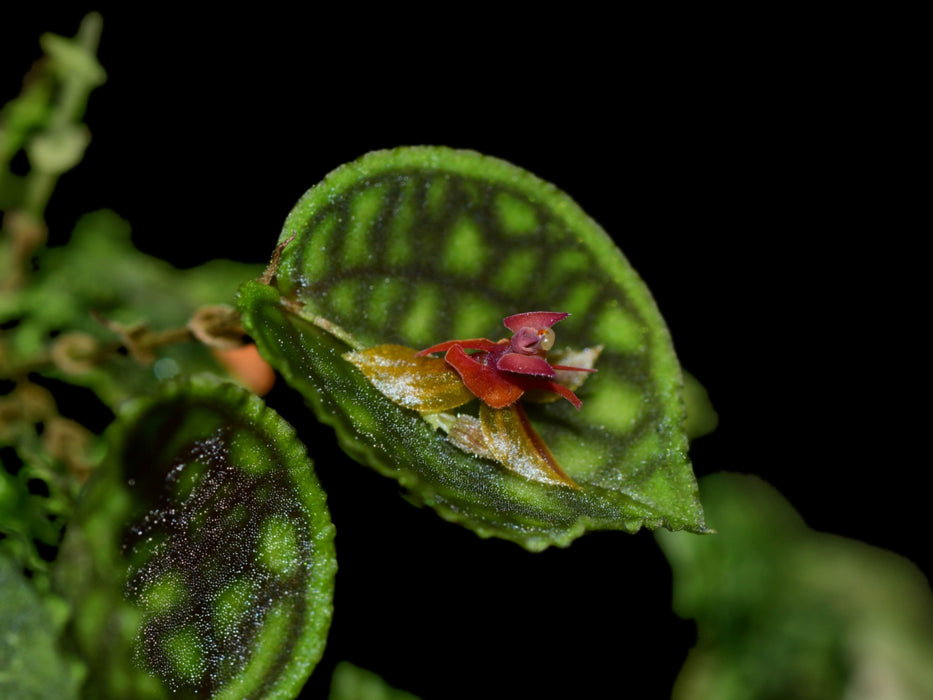 Lepanthes calodictyon x Lths. ova-rajae