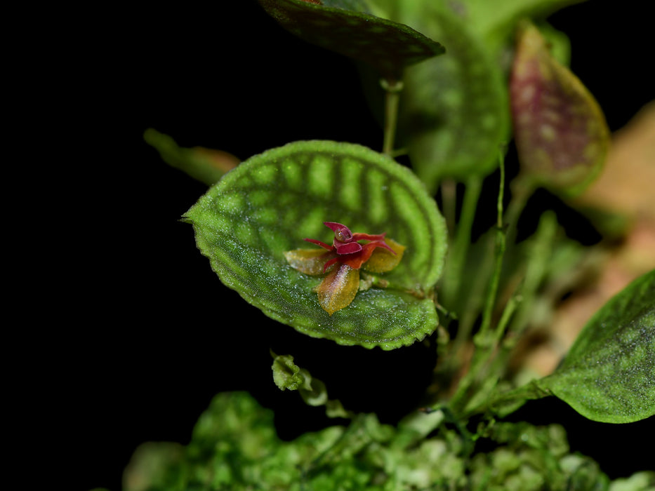 Lepanthes calodictyon x Lths. ova-rajae