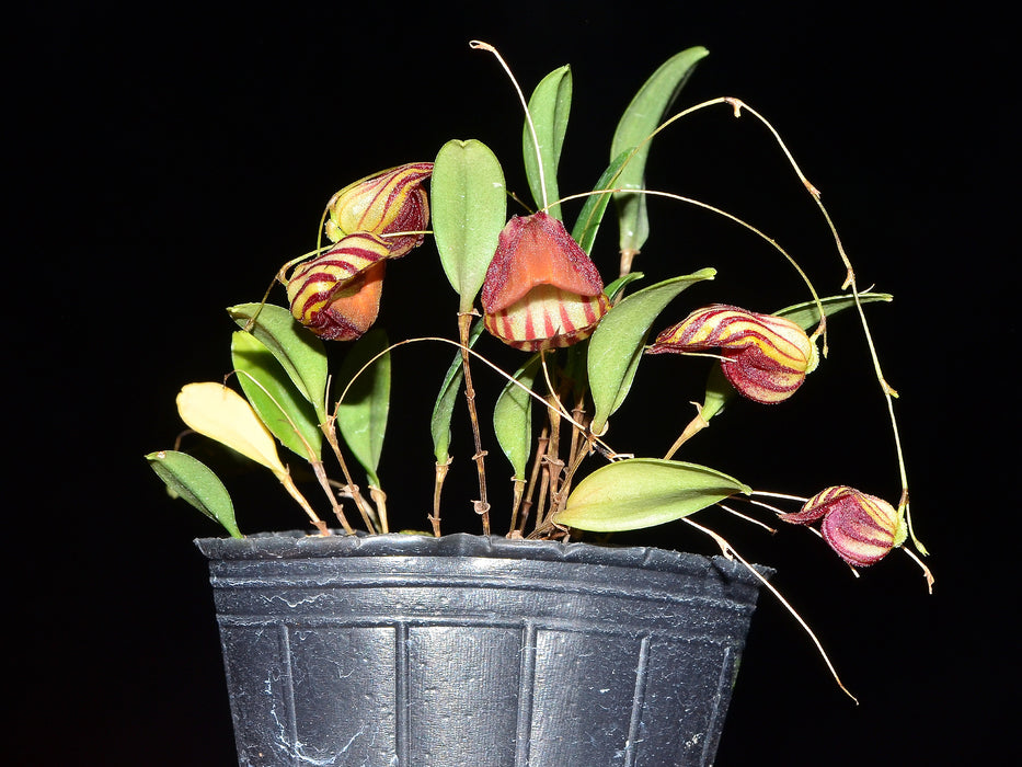 Lepanthes caprimulgus