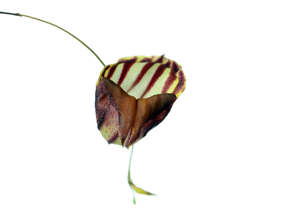 Lepanthes caprimulgus
