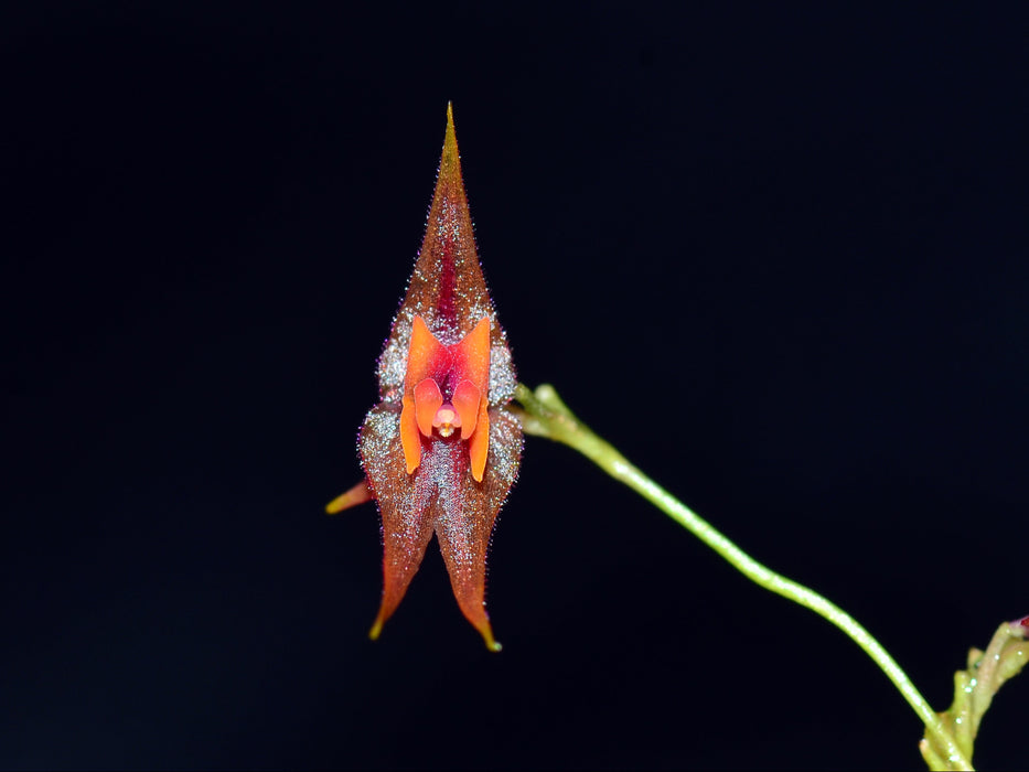 Lepanthes clareae