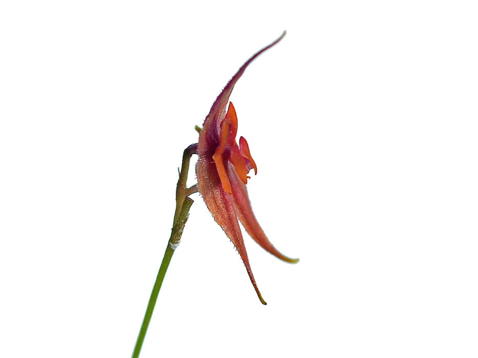 Lepanthes clareae