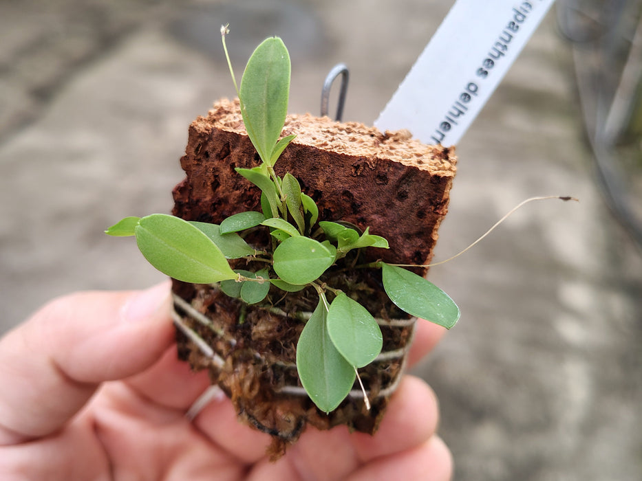 Lepanthes delhierroi