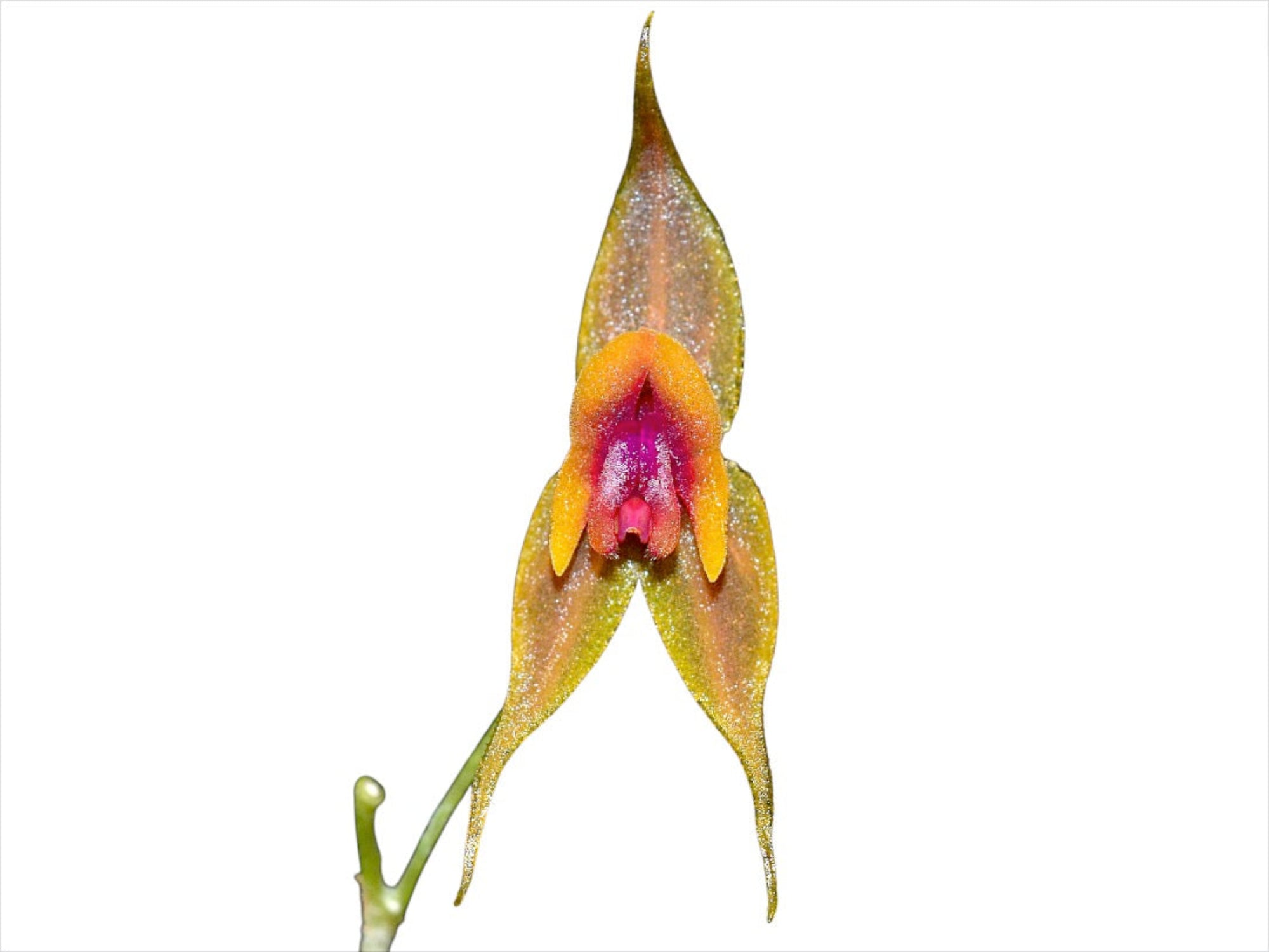 Lepanthes desmondleeana - Miniature Epiphytic Orchid Species