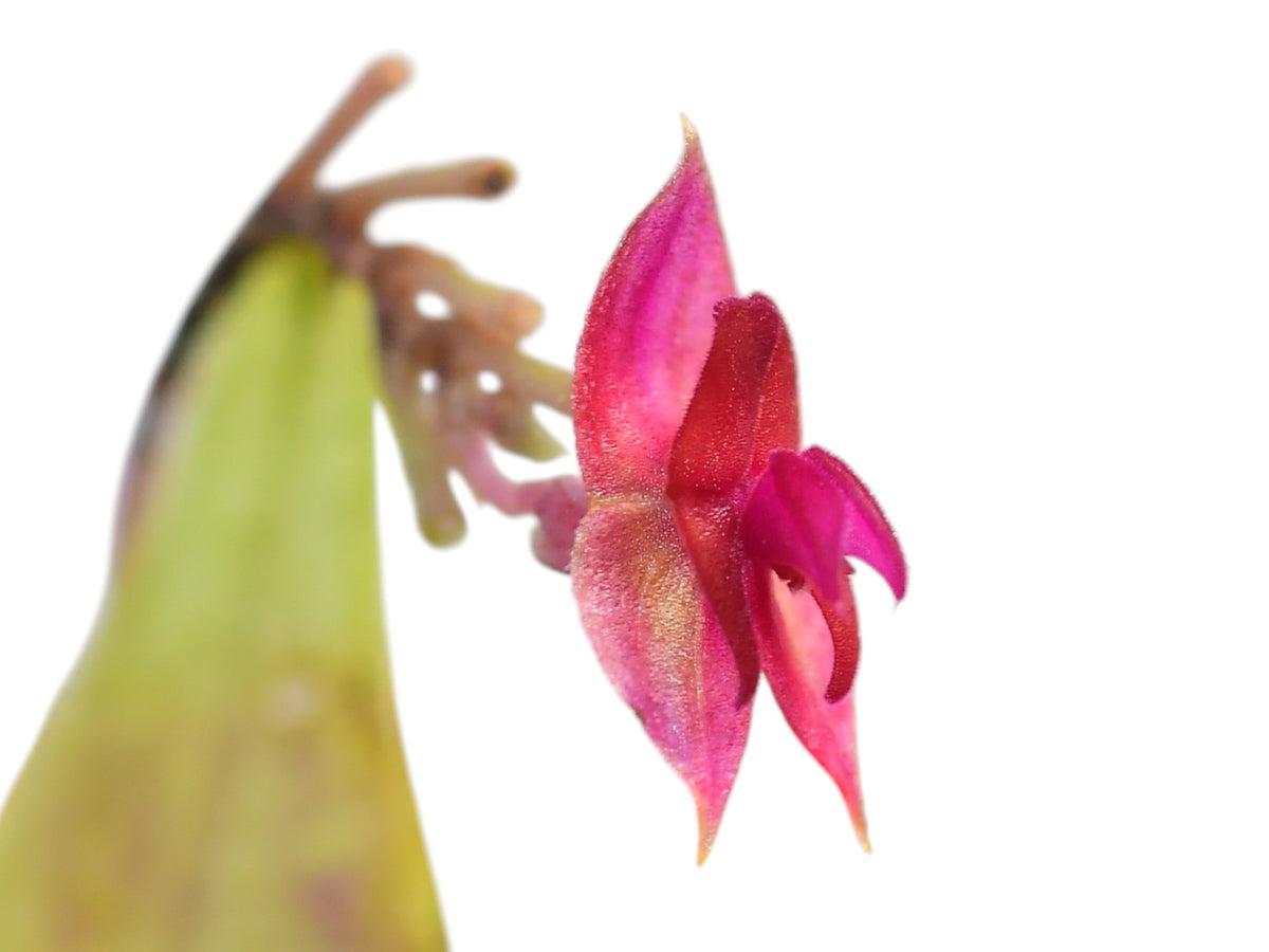 Lepanthes ejecta Luer & Hirtz 1987 レパンテス Lepanthes ejecta Luer & Hirtz 1987 レパンテス