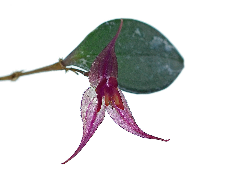 Lepanthes grandiflora