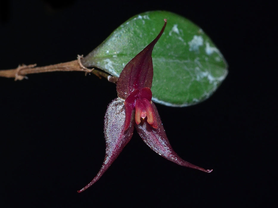 Lepanthes grandiflora