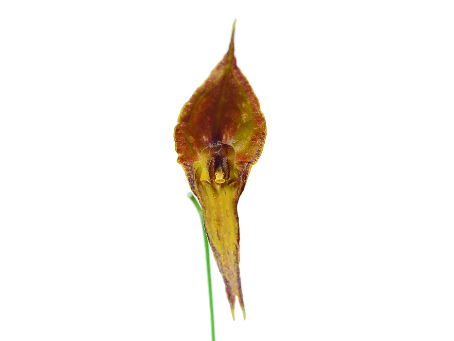 Lepanthes inaequisepala
