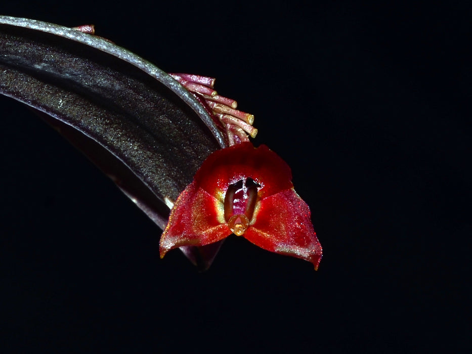 Lepanthes lucifer