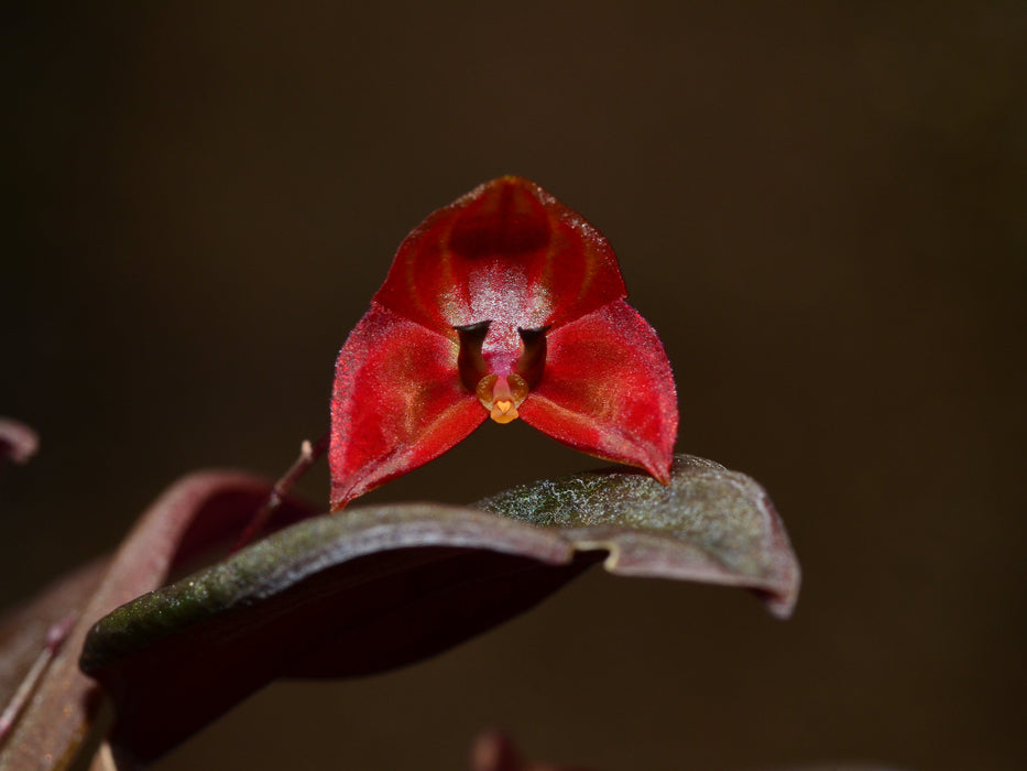 Lepanthes lucifer