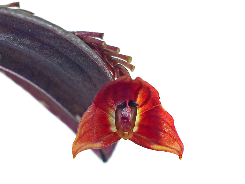 Lepanthes lucifer
