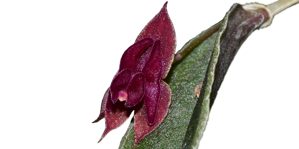 Lepanthes planadensis — Ecuagenera USA Corp