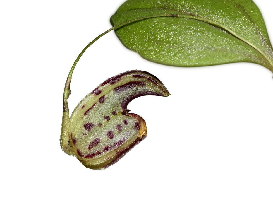 Lepanthes ribes f. xanthina