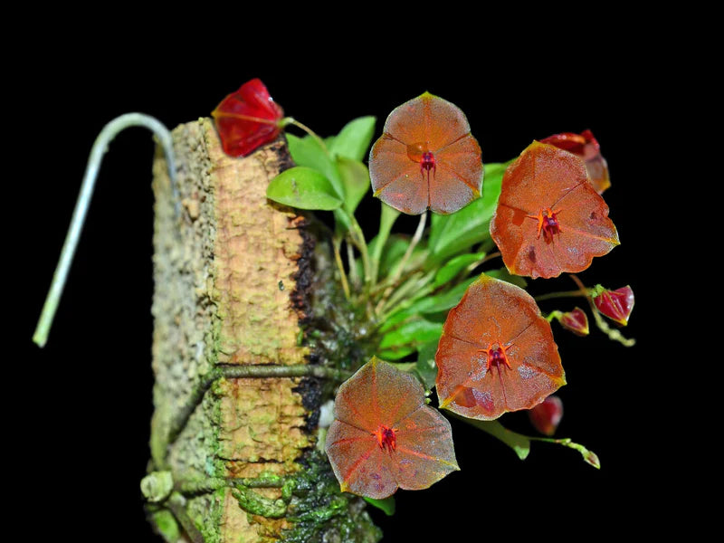 Lepanthes telipogoniflora