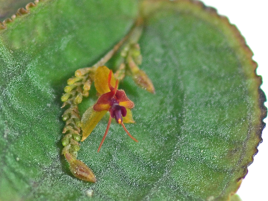 Lepanthes tentaculata