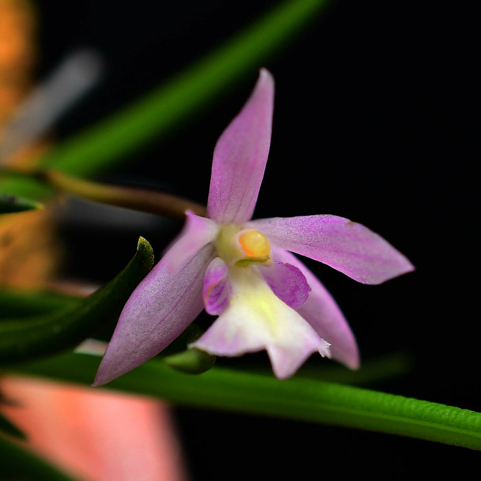 Leptotes pauloensis