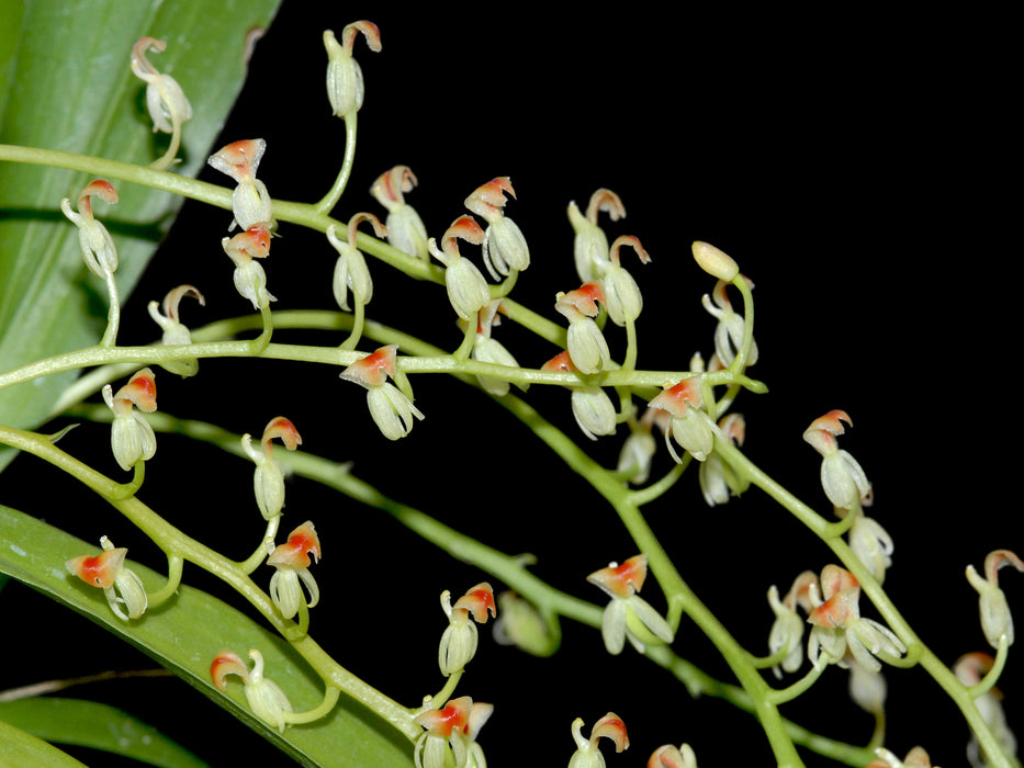 Liparis rhombea