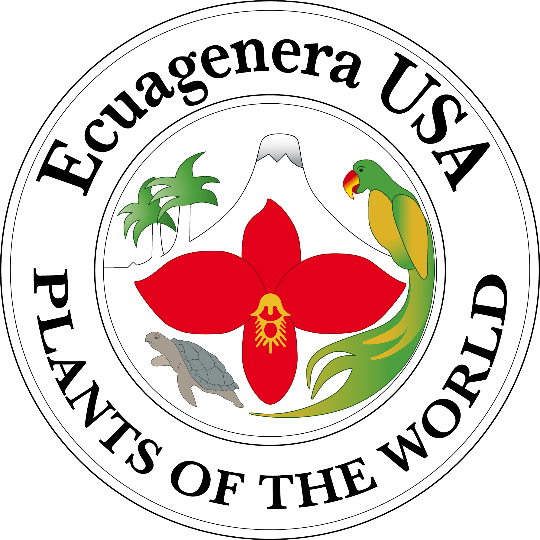 Anthurium longistrorsum 'purple' x Anthurium forgetii — Ecuagenera USA Corp