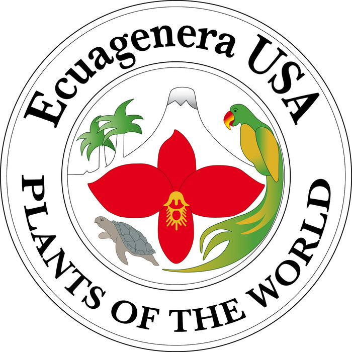 Encyclia phoenicea 'Ecuagenera'