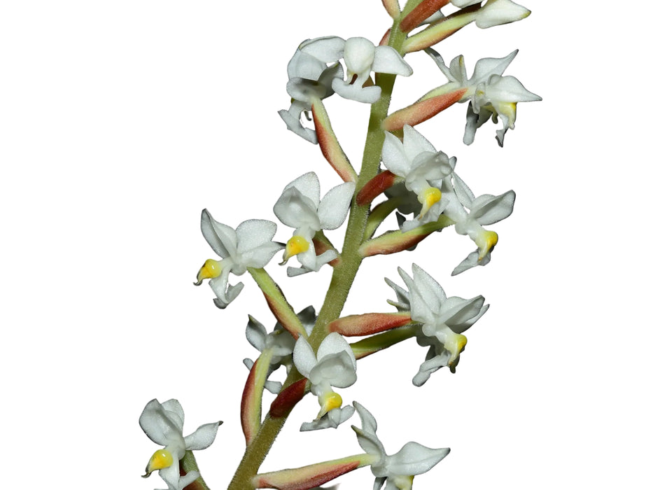 Ludisia discolor