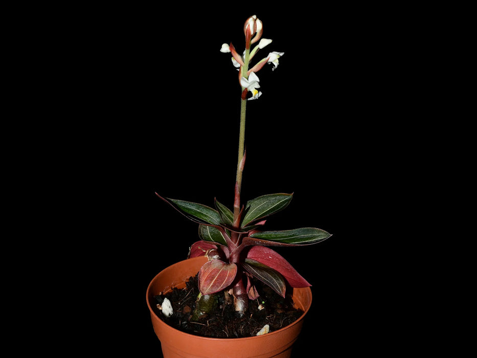 Ludisia discolor