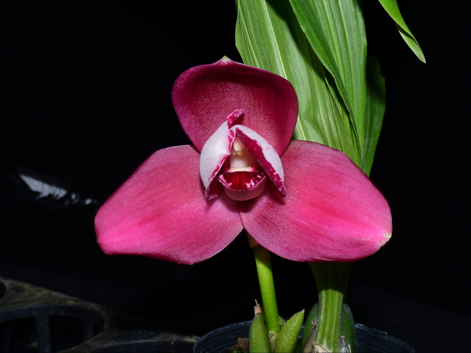 Lycaste Enric Furriols