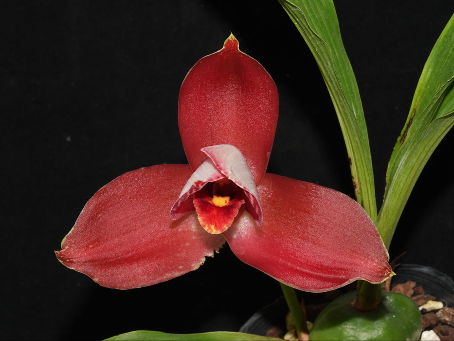 Lycaste Enric Furriols