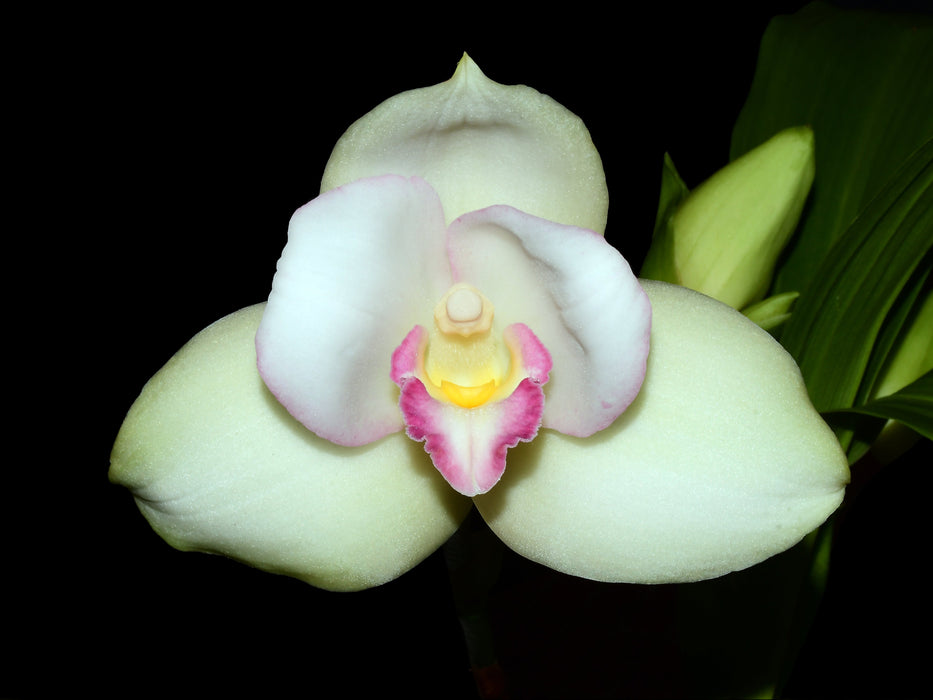 Lycaste Hugo Medina 'Gigi'