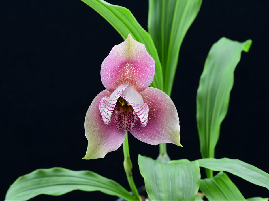 Lycaste Ivonne Baki