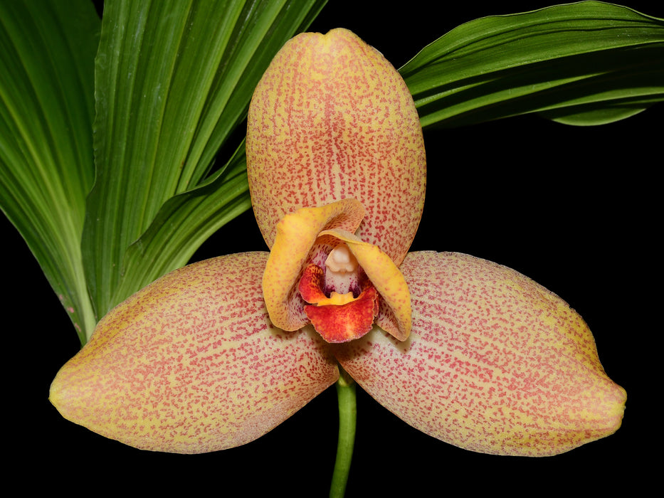 Lycaste Quitenita