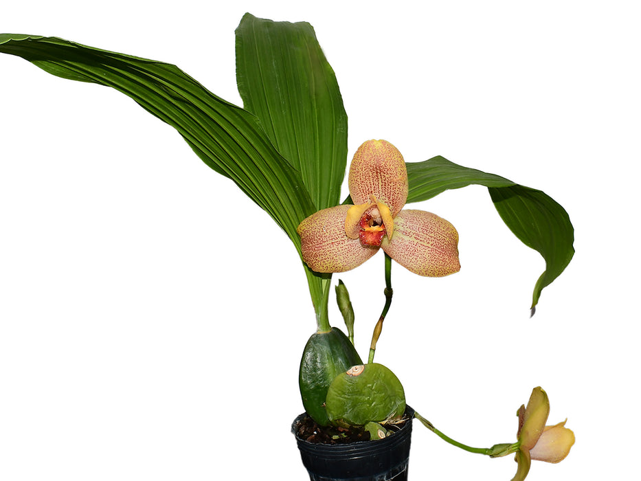 Lycaste Quitenita