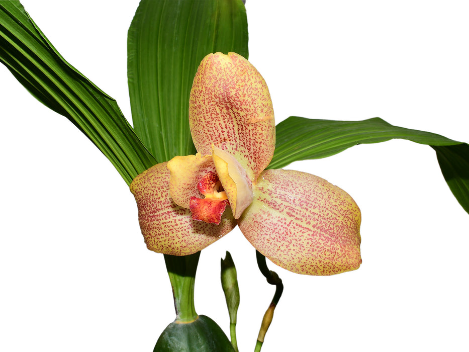 Lycaste Quitenita