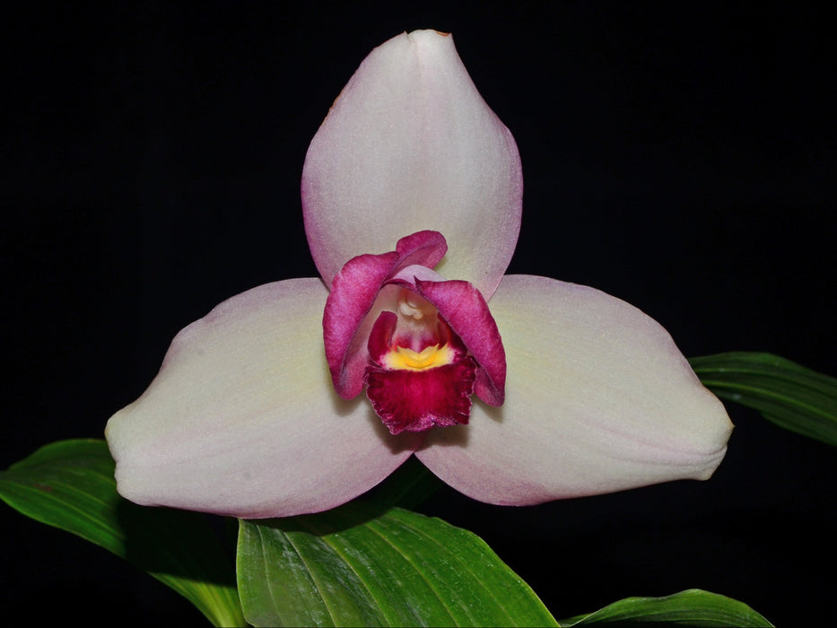 Lycaste Rakuhoku #002