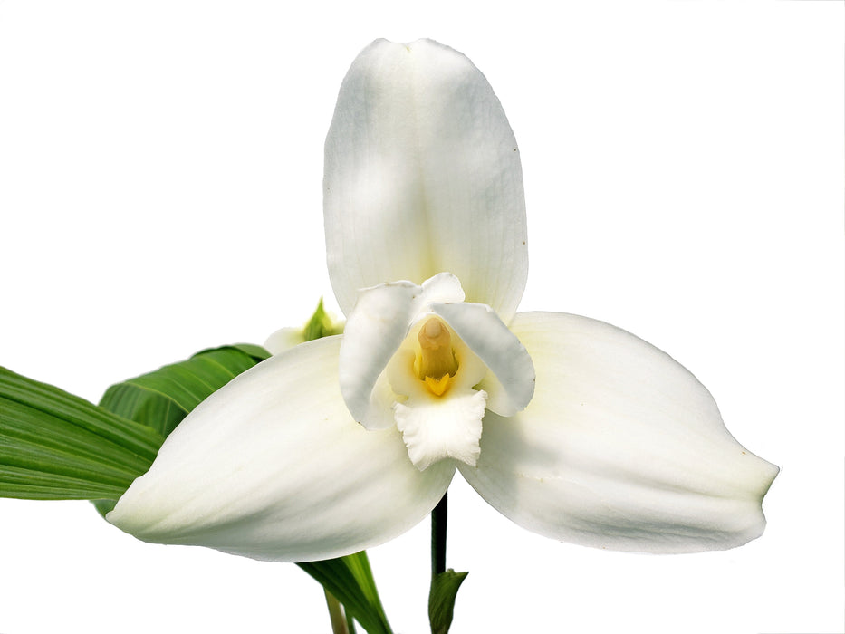 Lycaste Shoalhaven 'shuk'