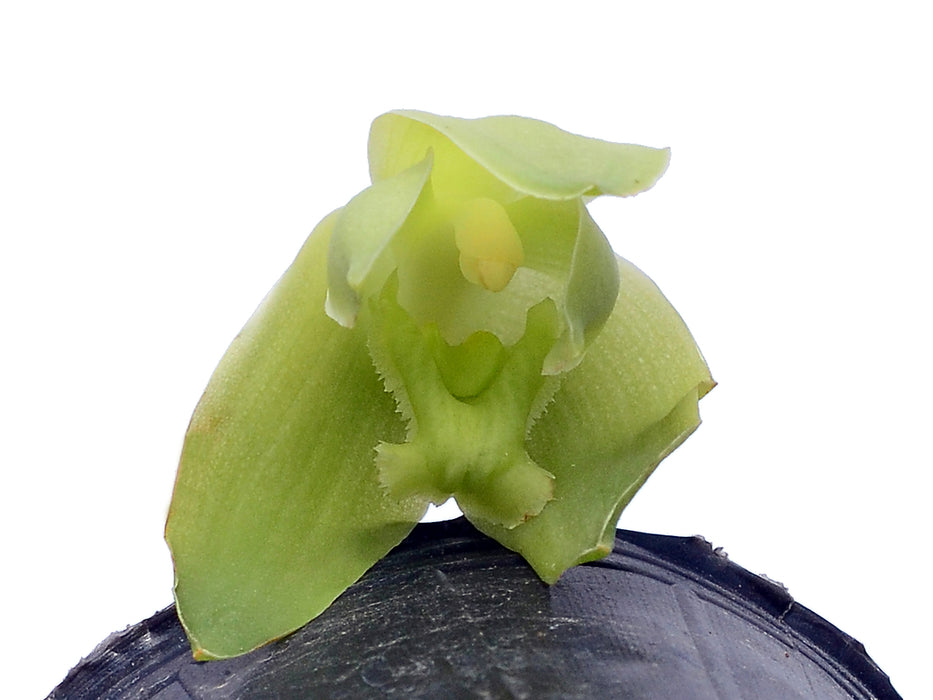Sudamerlycaste dyeriana