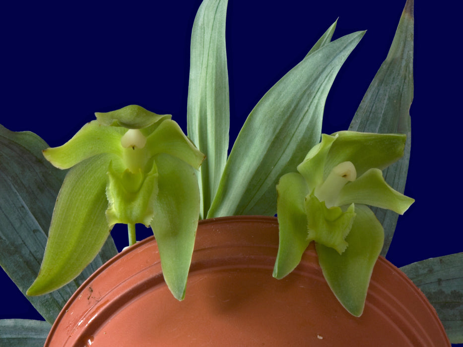 Sudamerlycaste dyeriana