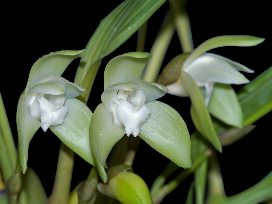 Sudamerlycaste linguella