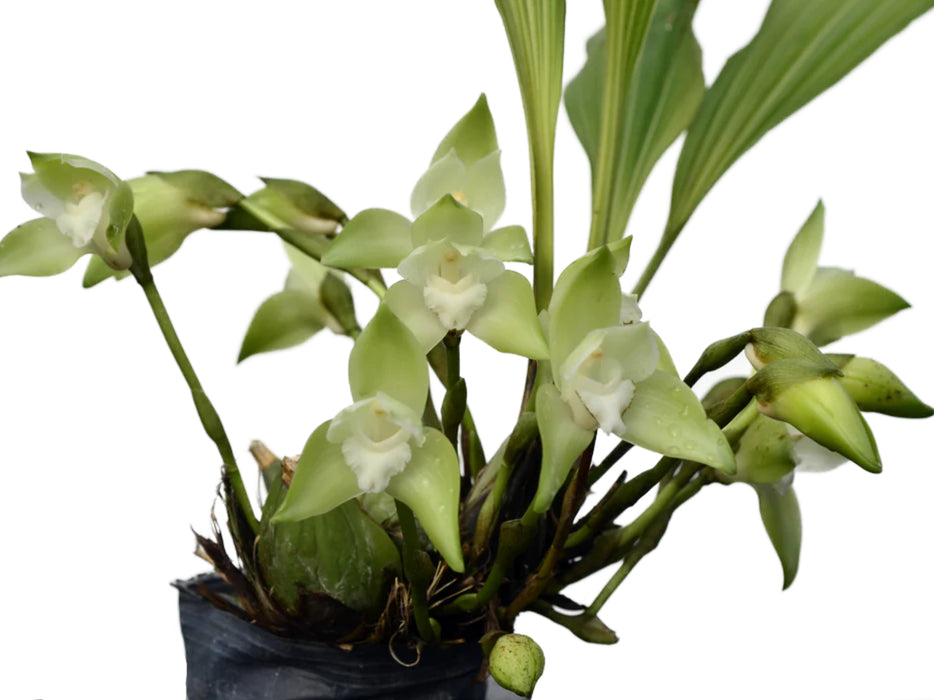 Sudamerlycaste linguella