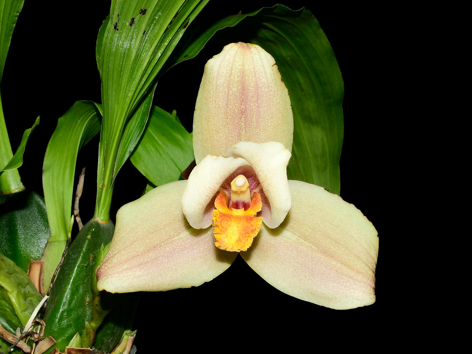 Lycaste Takum