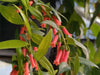 Macleania bullata