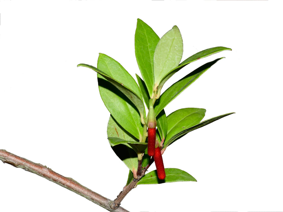 Macleania floribunda