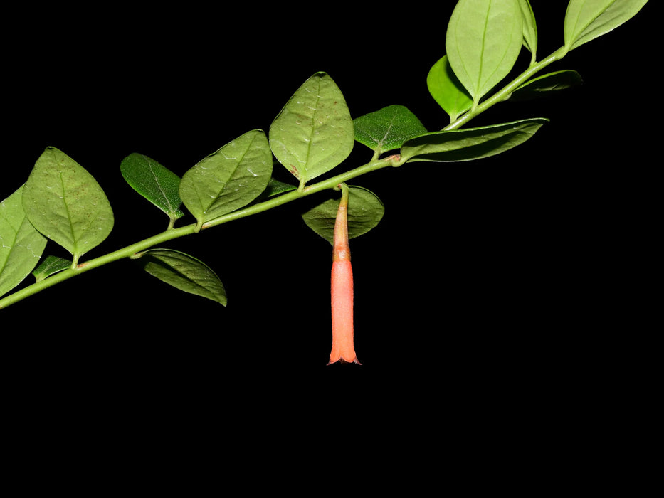 Macleania floribunda cf