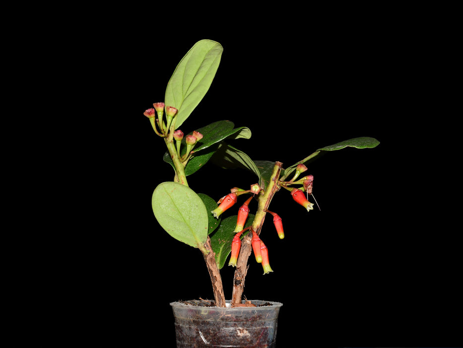 Macleania maldonadensis