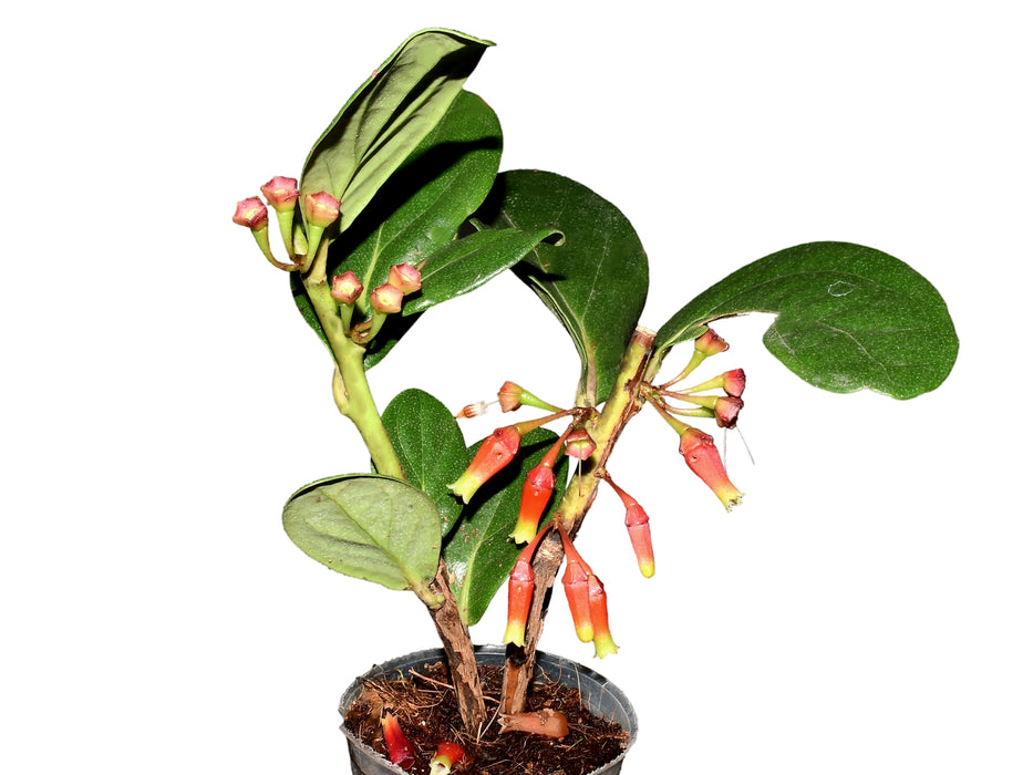 Macleania maldonadensis