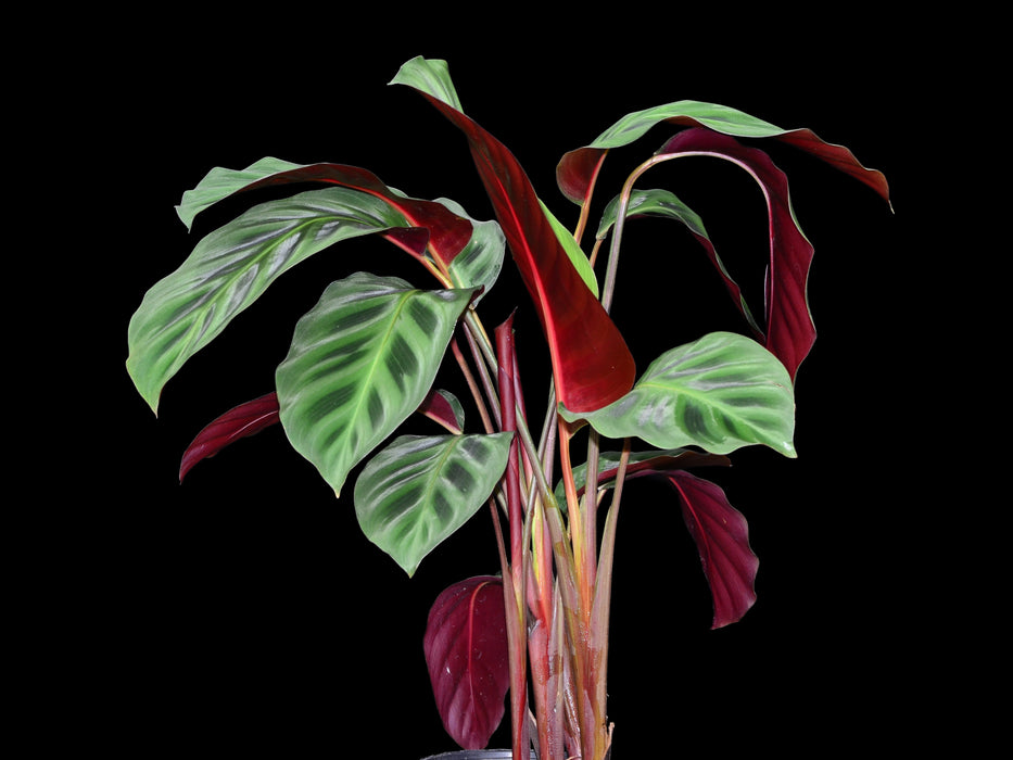 Maranta leuconeura red