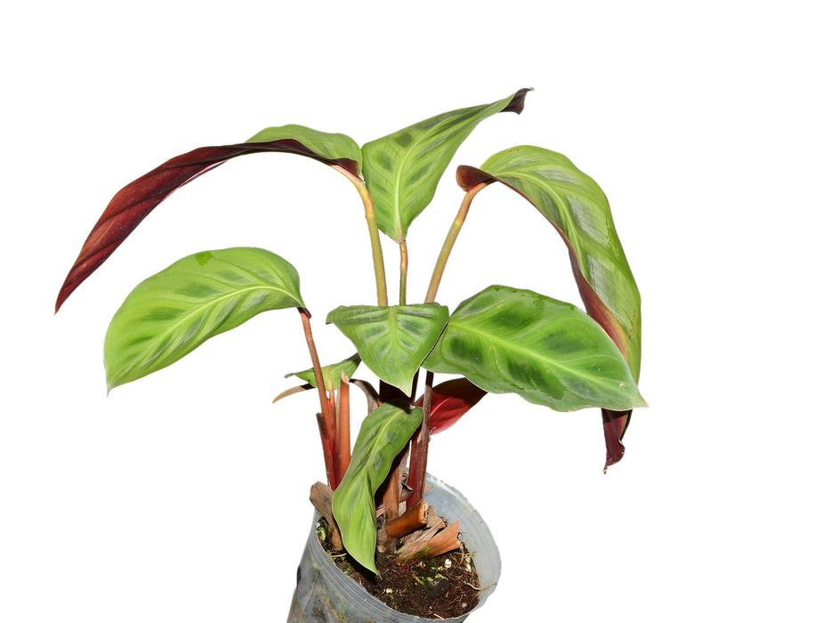 Maranta leuconeura red